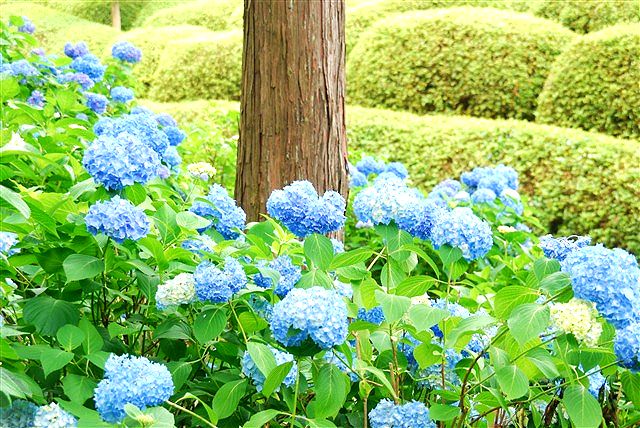哀しいかな、未だに思い浮かべるのは「城之内 早苗」。_c0116714_2361715.jpg