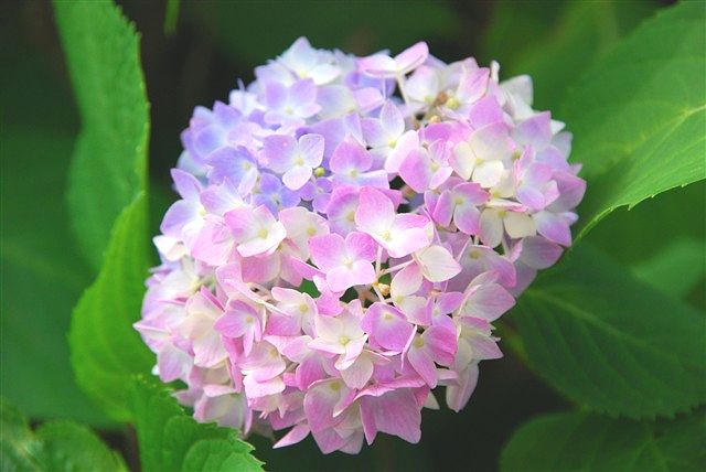 哀しいかな、未だに思い浮かべるのは「城之内 早苗」。_c0116714_2382682.jpg