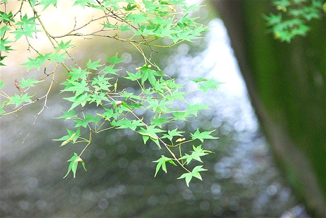 哀しいかな、未だに思い浮かべるのは「城之内 早苗」。_c0116714_239591.jpg