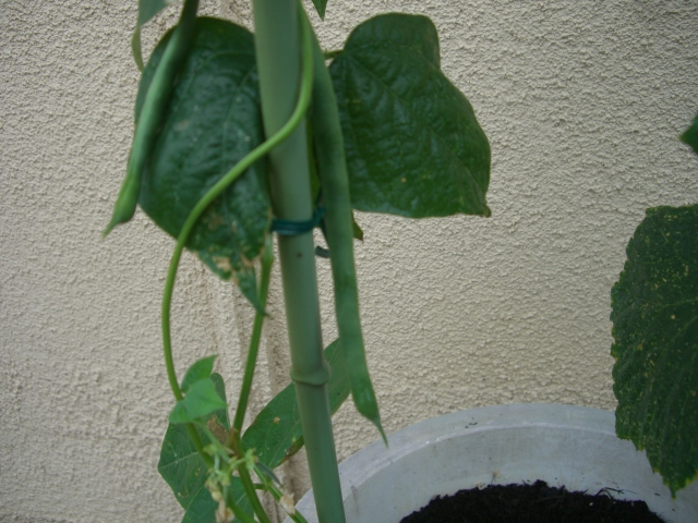 Wノダ_a0164918_1415312.jpg
