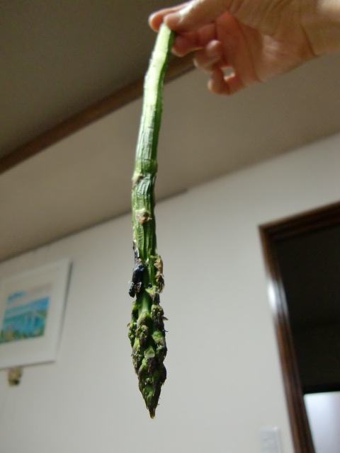 c0220724_0383637.jpg