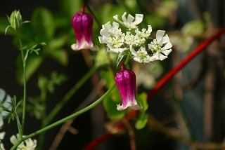 f0170524_154725.jpg
