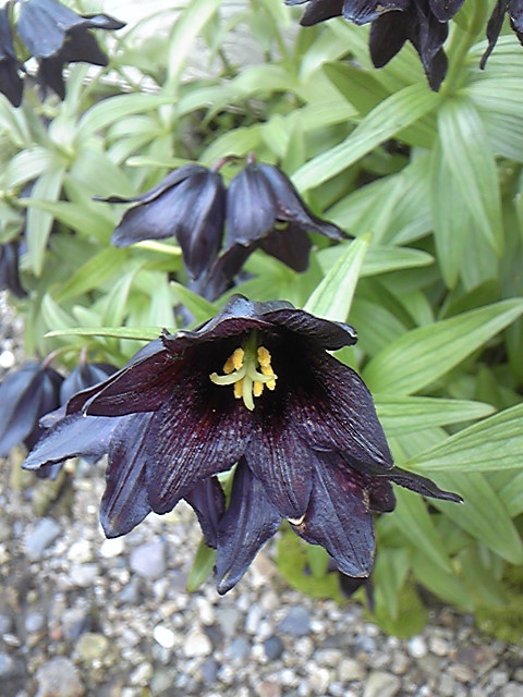 最北の花の島、最終章。_a0126128_133428.jpg