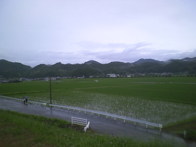 雨の中、散歩を兼ねて‥‥‥。_c0117028_20481028.jpg