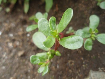 食べられる野草スベリヒユ もるとゆらじお