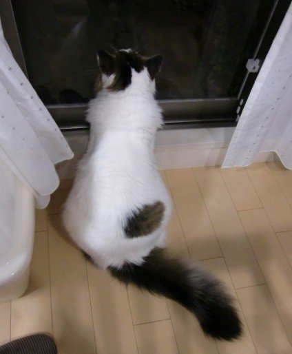 ８キロ級ジャンボ猫 でも可愛い その３ さんじゃらっと ｂｌｏｇ