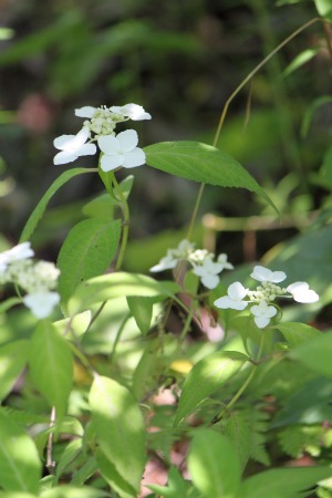 山紫陽花とお客さま_c0219737_15372991.jpg