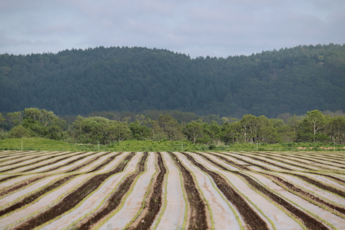 釧路湿原~細岡展望台 6月19日_f0113639_18124315.jpg