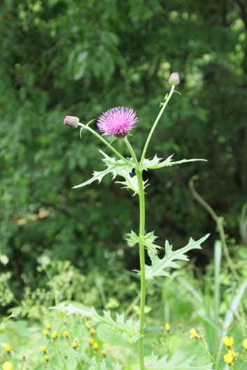 c0093046_9294767.jpg