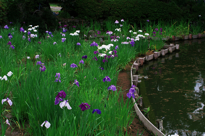 花盛りの梅宮大社(前編)_f0155048_23571485.jpg