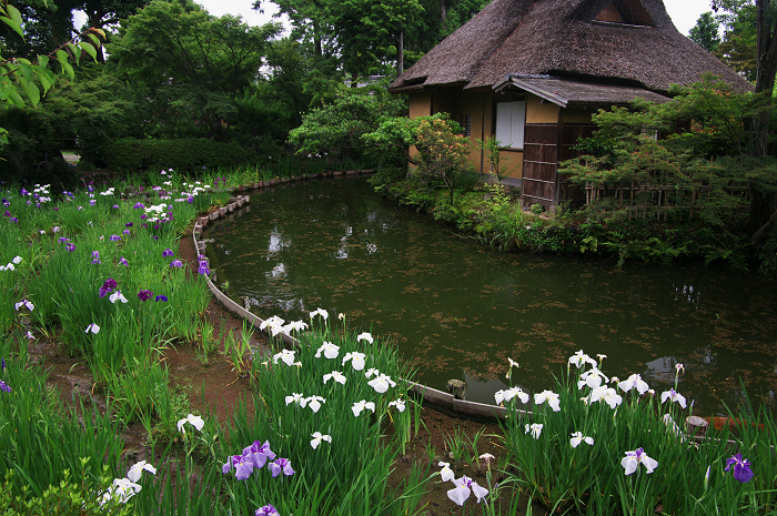 花盛りの梅宮大社(前編)_f0155048_23573224.jpg
