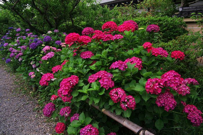 花盛りの梅宮大社(前編)_f0155048_23574732.jpg