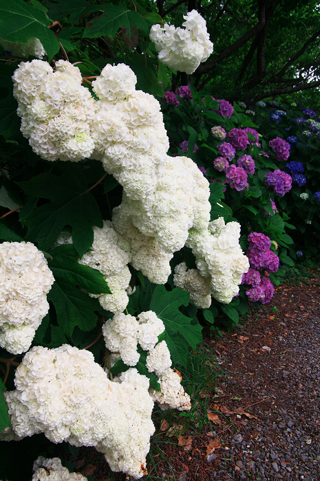 花盛りの梅宮大社(前編)_f0155048_23575028.jpg
