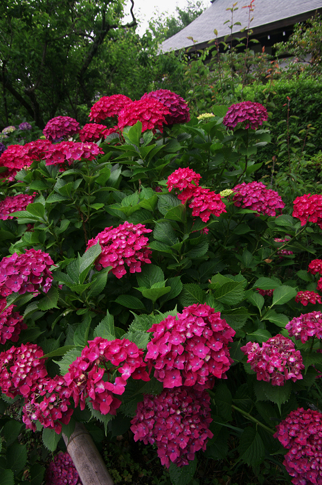 花盛りの梅宮大社(前編)_f0155048_23575898.jpg