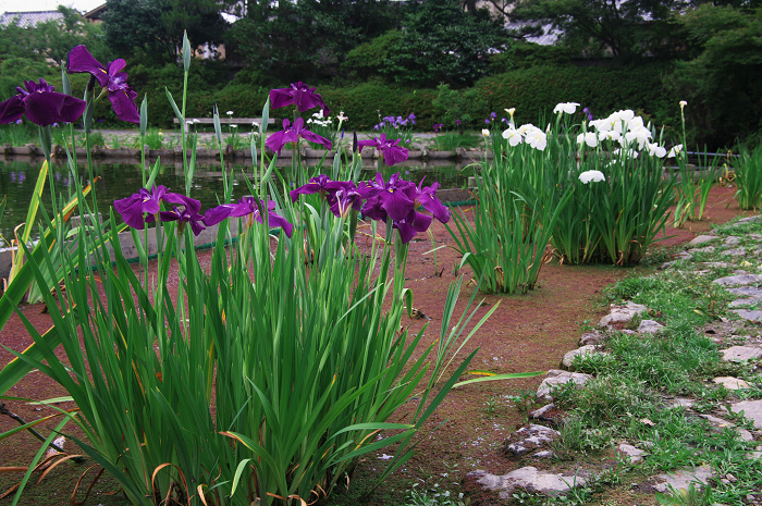 花盛りの梅宮大社(前編)_f0155048_2357630.jpg