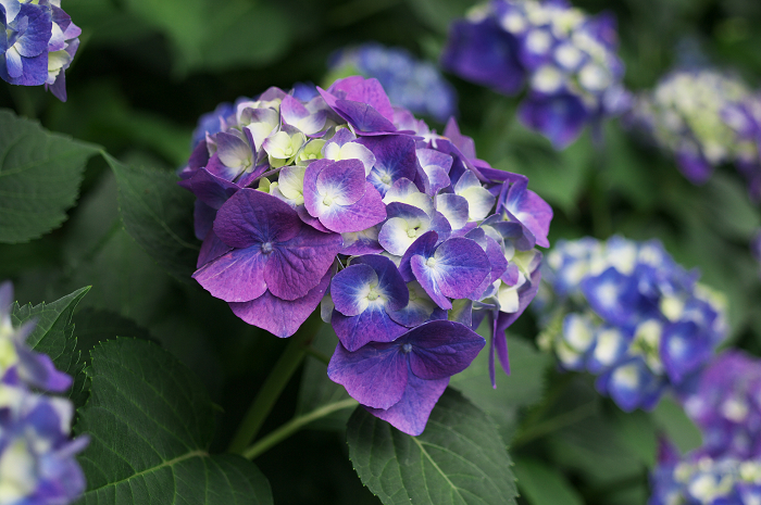 花盛りの梅宮大社(前編)_f0155048_2358423.jpg