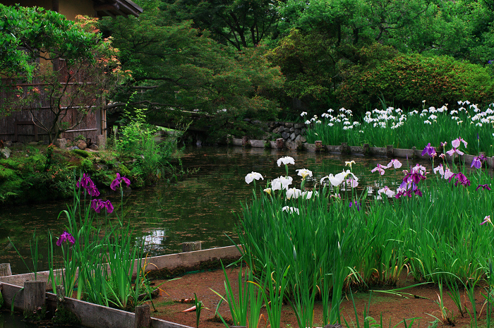 花盛りの梅宮大社(前編)_f0155048_23595614.jpg
