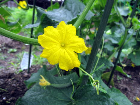 実梅収穫と野菜の花_c0147952_23583865.jpg