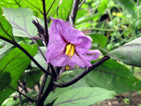 実梅収穫と野菜の花_c0147952_23585236.jpg