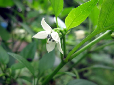 実梅収穫と野菜の花_c0147952_23591518.jpg