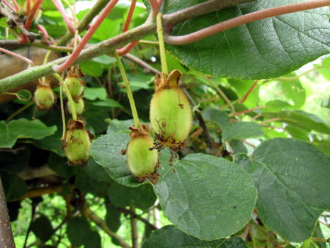 実梅収穫と野菜の花_c0147952_23593756.jpg