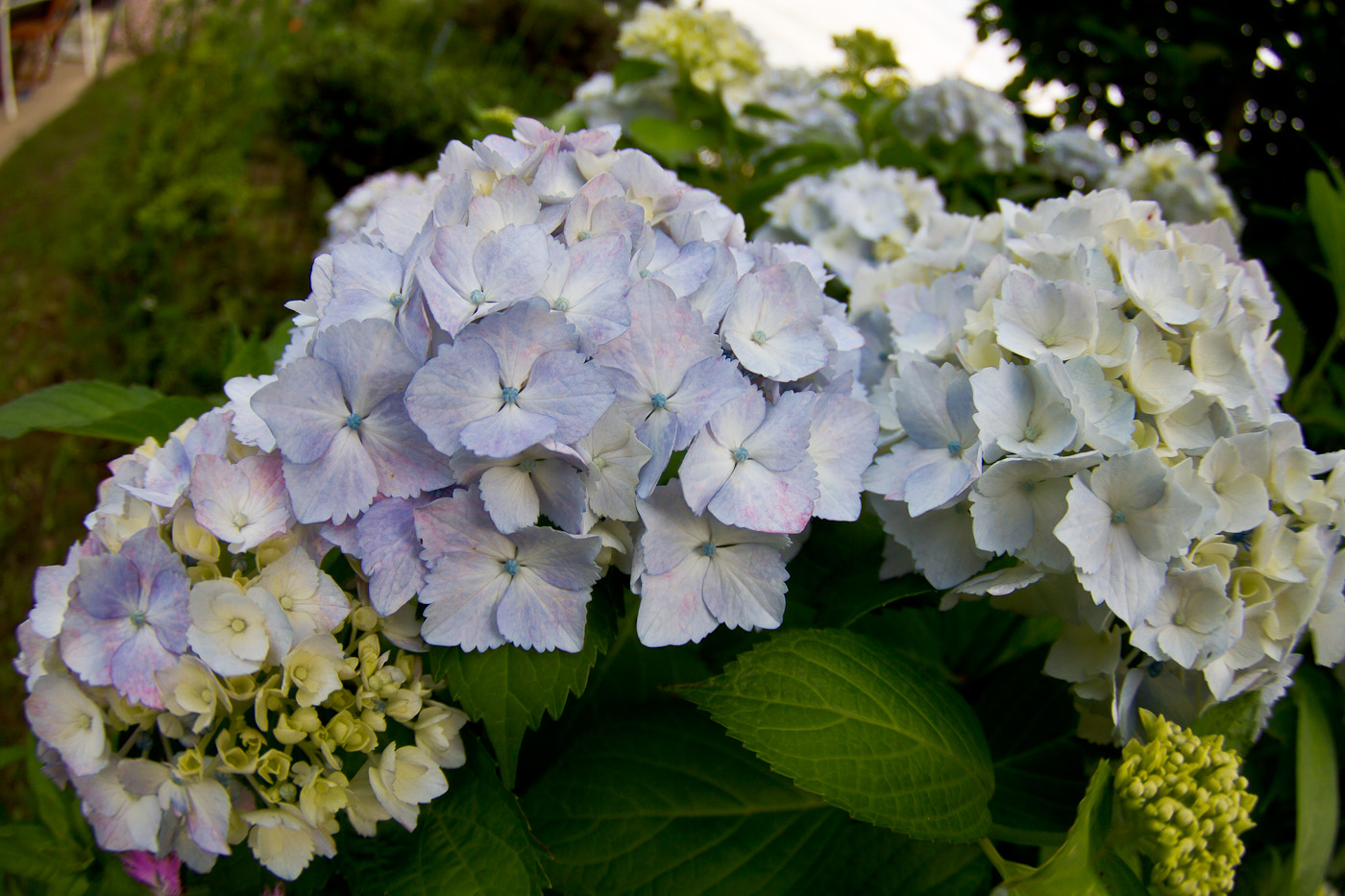 魚眼で紫陽花を・・・・_a0089554_22244967.jpg