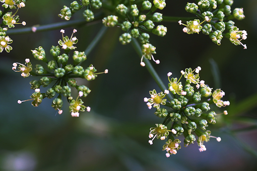 パセリの花 花へんろ