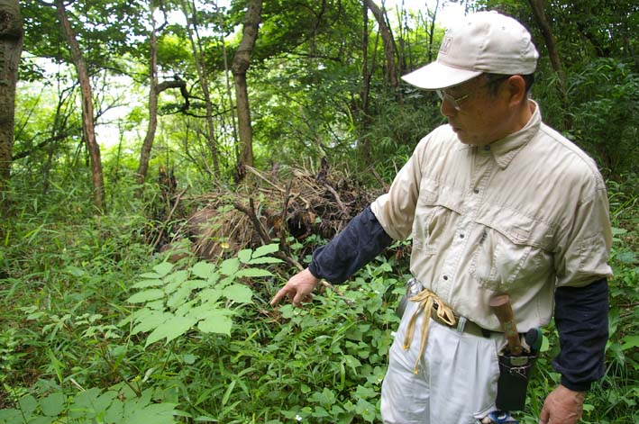 里山ってなんだ！第9回「生物の多様化」4　ヤマウド_c0014967_11314830.jpg