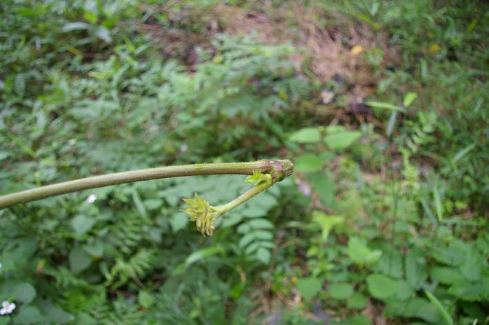 里山ってなんだ！第9回「生物の多様化」4　ヤマウド_c0014967_11361788.jpg