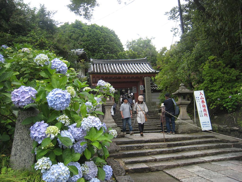 アジサイの矢田寺_f0205367_1933567.jpg