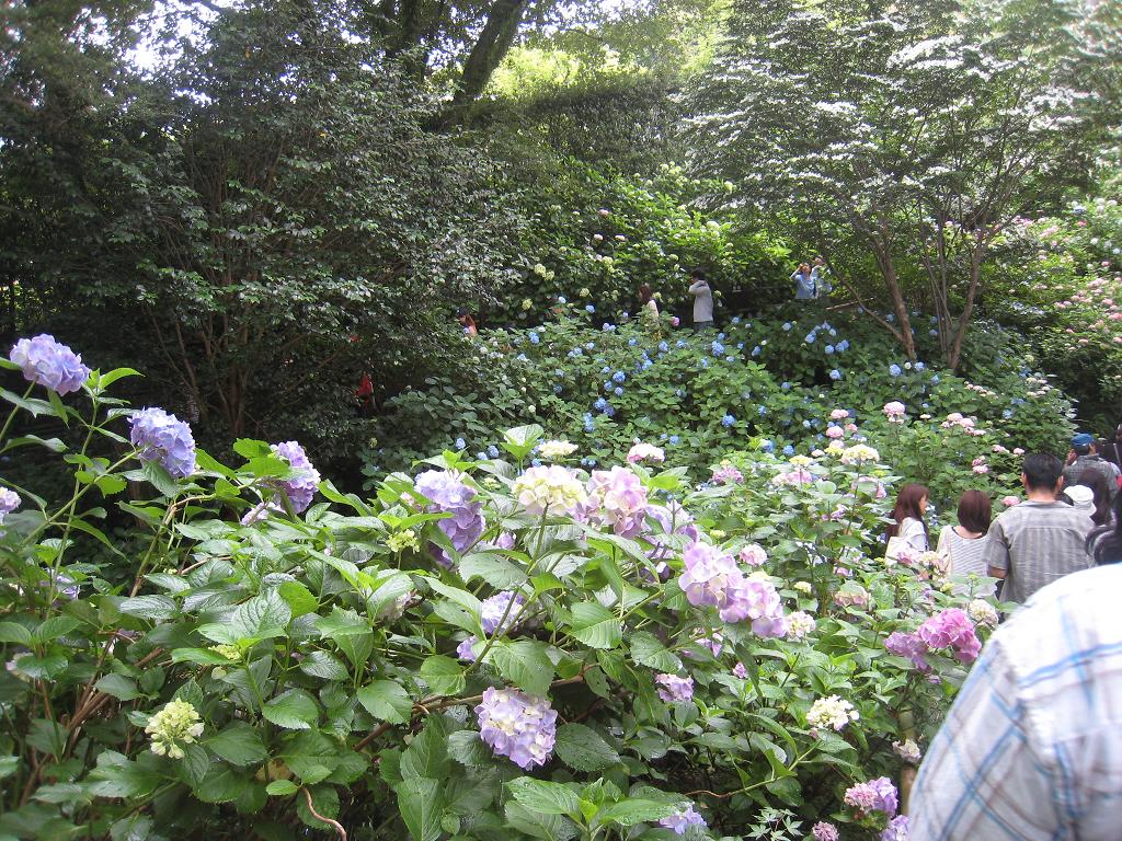 アジサイの矢田寺_f0205367_19344546.jpg