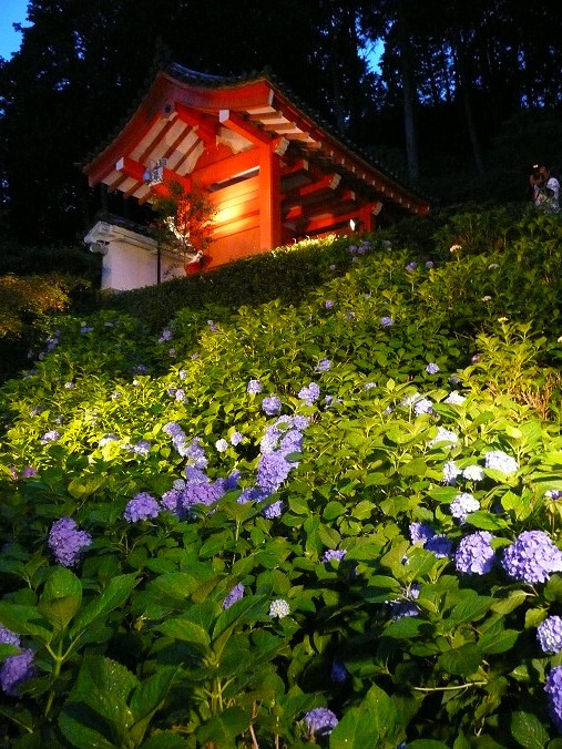 京都　三室戸寺_b0050968_21395980.jpg