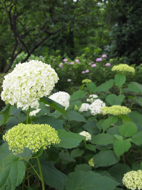 深大寺そばとあじさい_d0160881_14888.jpg