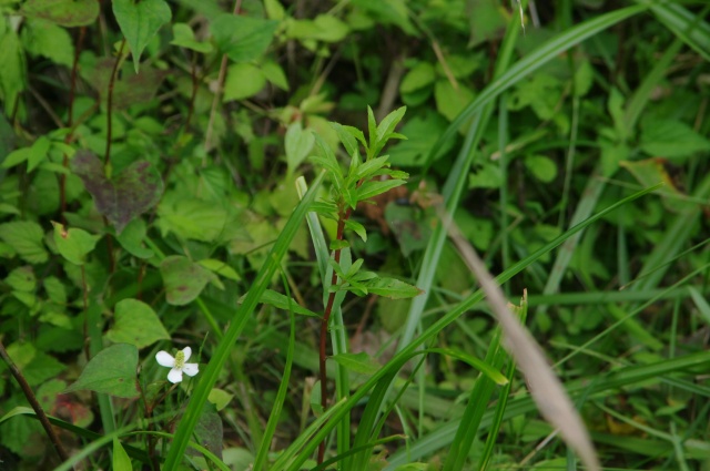 e0070891_2124678.jpg