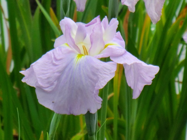 山田池公園・６月・・梅雨の中休みの花菖蒲_b0104092_1134487.jpg