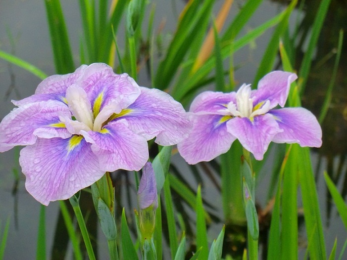 山田池公園・６月・・梅雨の中休みの花菖蒲_b0104092_1152094.jpg