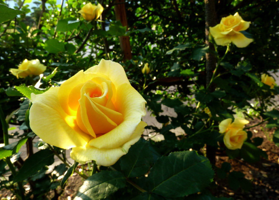 庭の「薔薇」_f0150893_18224894.jpg