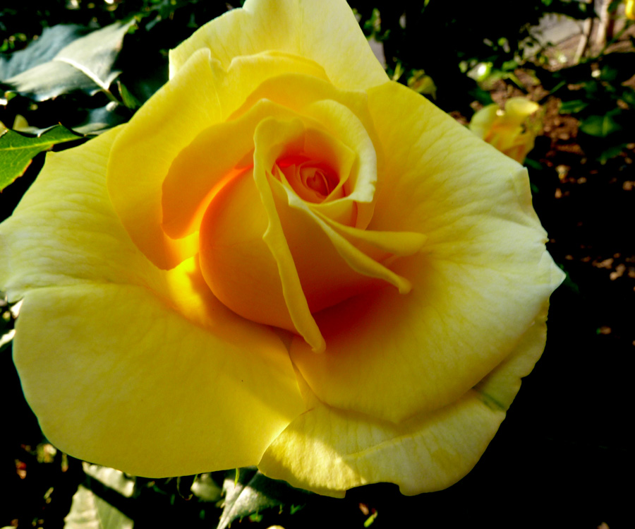 庭の「薔薇」_f0150893_18231177.jpg
