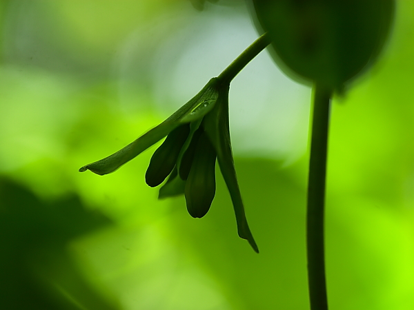 [ 野幌森林公園 ]_d0033398_17252368.jpg