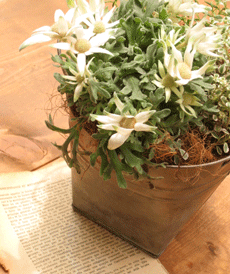 c0128402_11123410.gif
