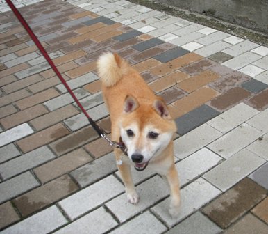 雨がやんでるうちに・・・_f0004309_1749125.jpg