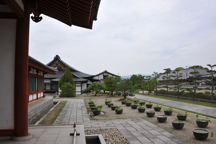 薬師寺 と 玄奘三蔵院 （奈良）_a0042310_9453825.jpg