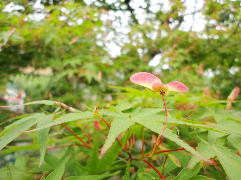 c0004311_6342799.jpg