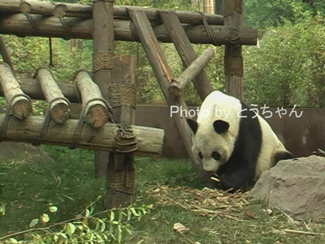 雄浜 繁殖活動中 11 04 30 05 03 とうちゃんの白浜パンダファミリー動画集 雄浜 繁殖活動中 11 04 30 05 03 とうちゃんの白浜パンダファミリー動画集