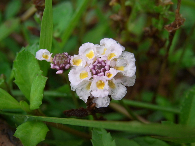 酔仙翁・向日葵・柳花笠・洋種山牛蒡・極楽鳥花・チコリ・姫岩垂草・時計草・ゼフィランサス_a0037019_5374983.jpg