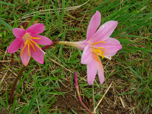 酔仙翁・向日葵・柳花笠・洋種山牛蒡・極楽鳥花・チコリ・姫岩垂草・時計草・ゼフィランサス_a0037019_5461094.jpg