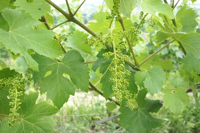 イタリア、ピエモンテ Piemonte May 2011 - 6_f0187219_66117.jpg