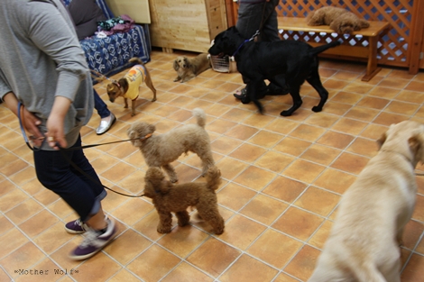 Dog コミュニケーション Party 2011年5月_e0191026_2319542.jpg