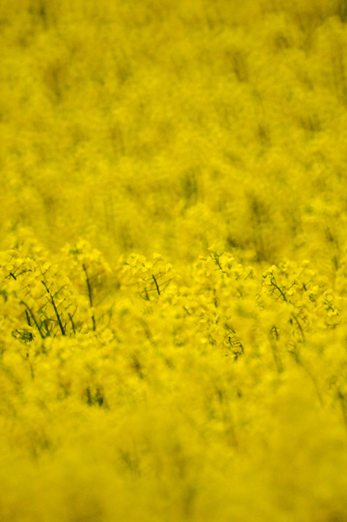 菜の花の風景③_f0116528_20115159.jpg