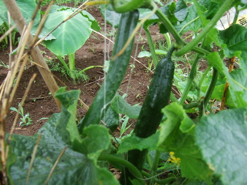 野菜畑は....このところ乾燥しません..._b0137932_951588.jpg